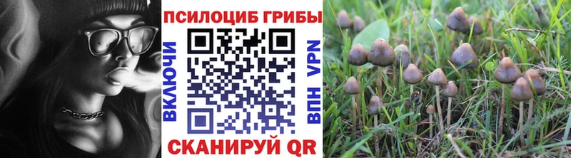Псилоцибиновые грибы Psilocybine cubensis Котельниково